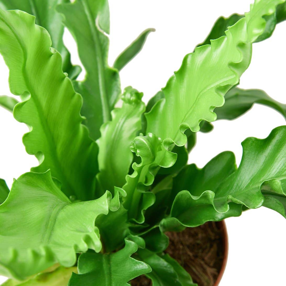 FERN VICTORIA 4-inch