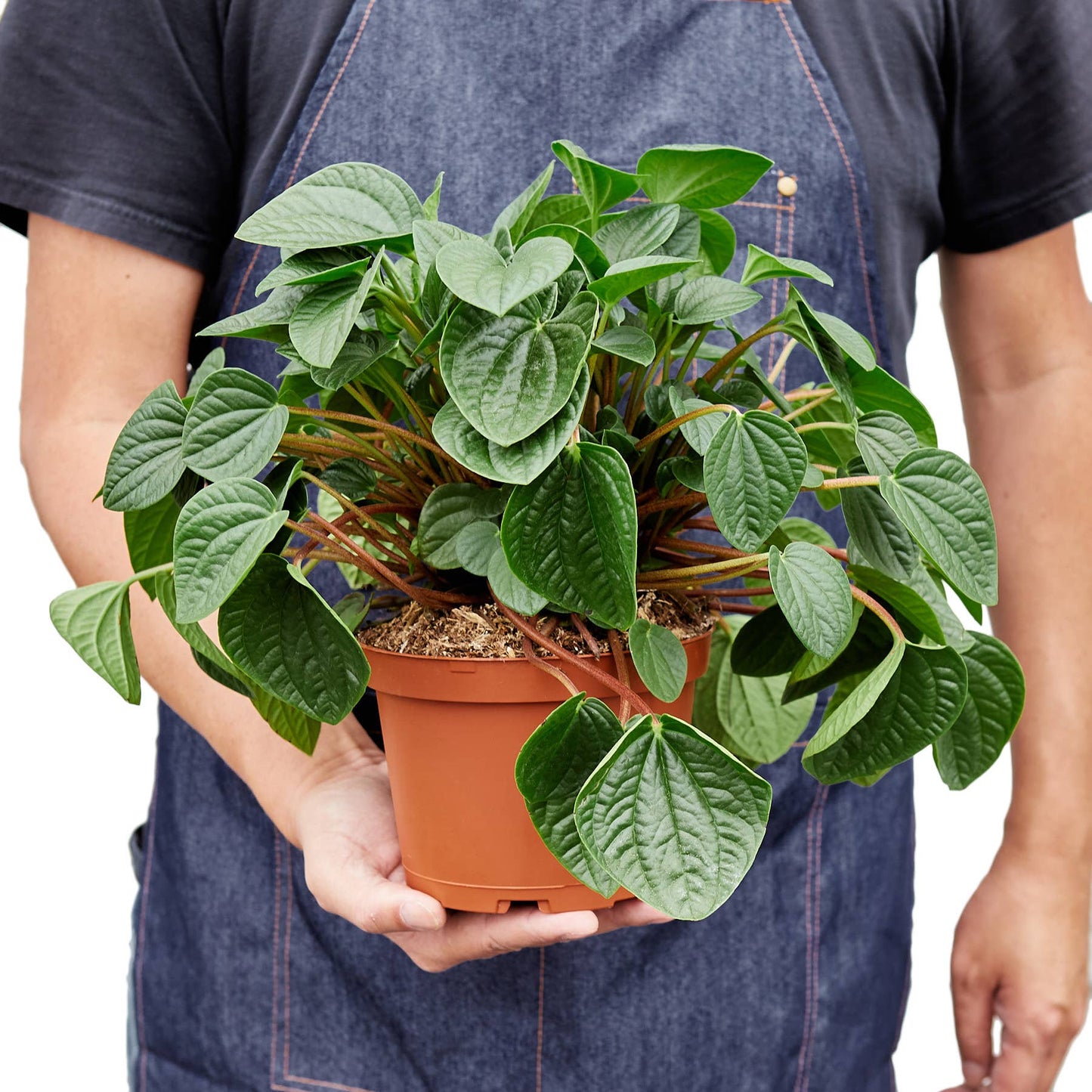 PEPEROMIA RANA VERDE 6-inch