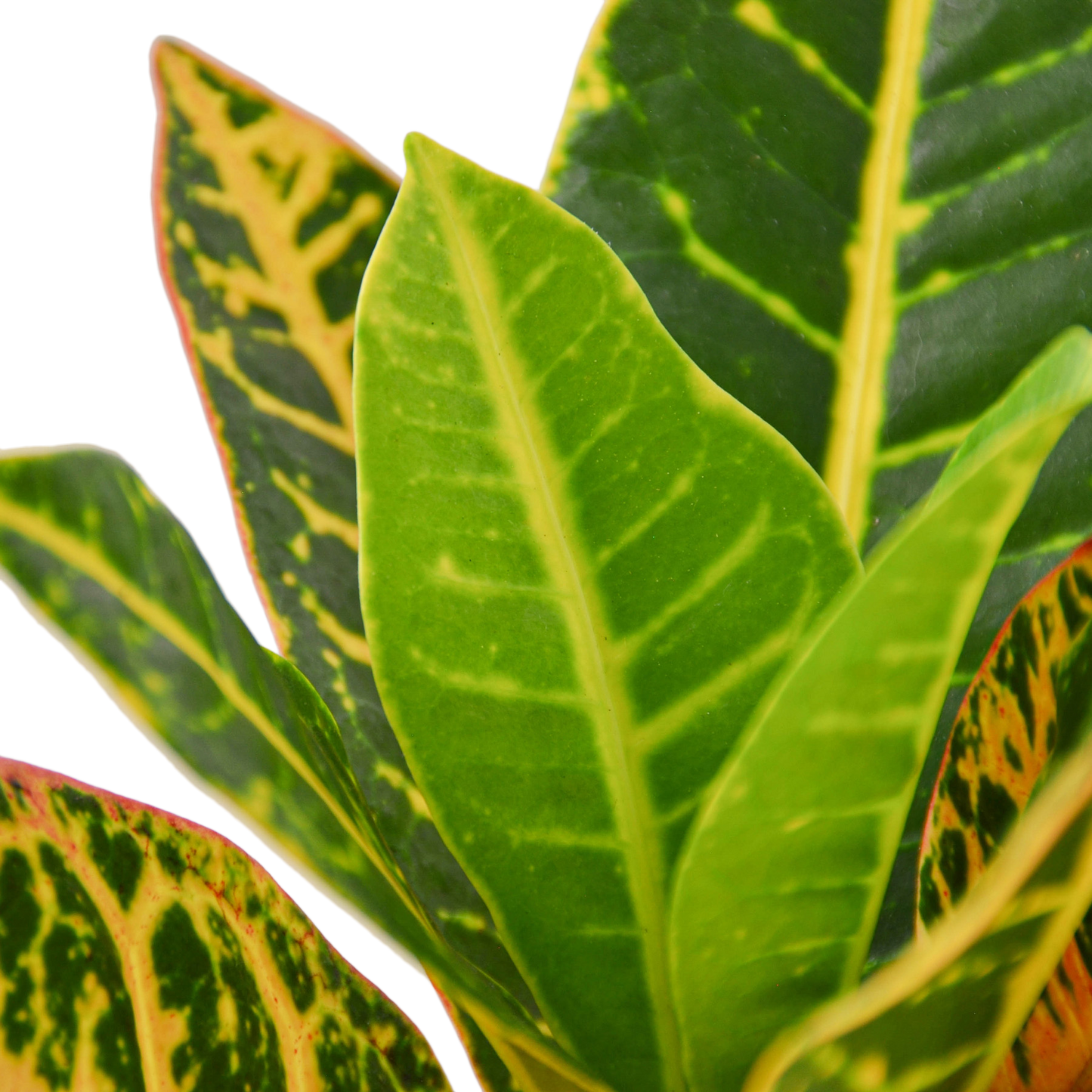 CROTON PETRA 4-inch
