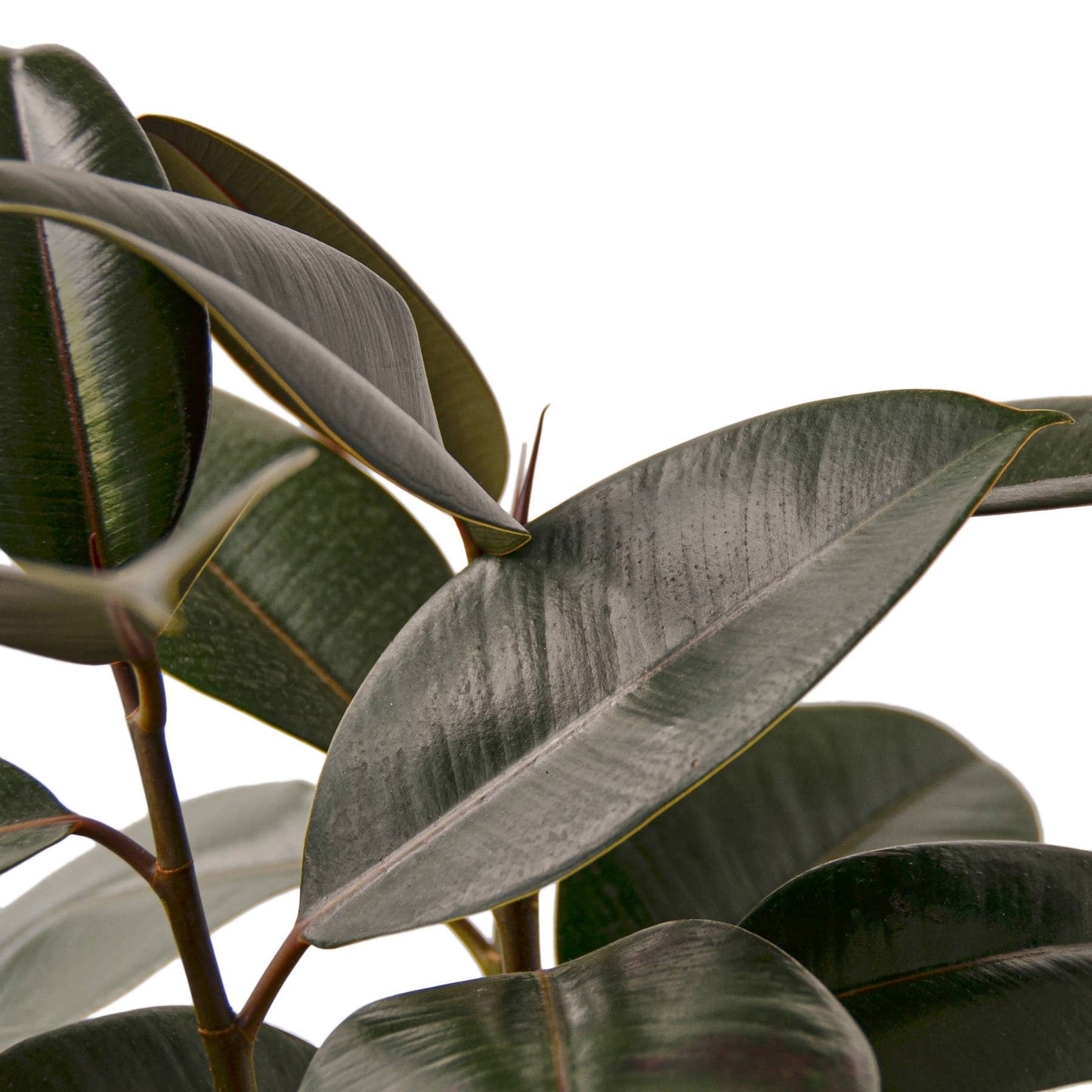 Burgundy Ficus 6”