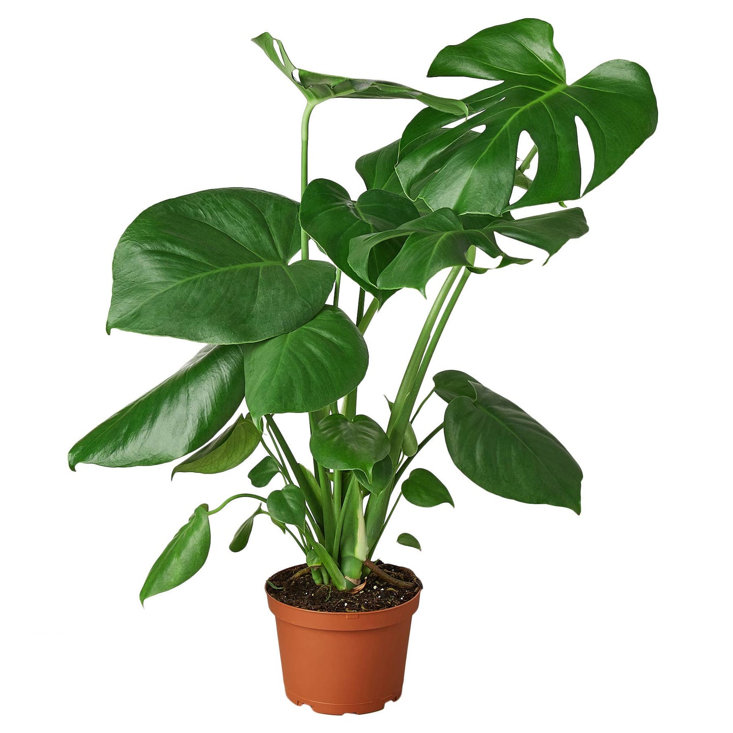 Monstera 6” Plant