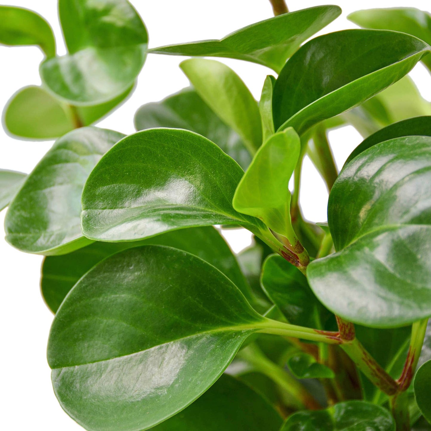 PEPEROMIA THAILAND 6-inch