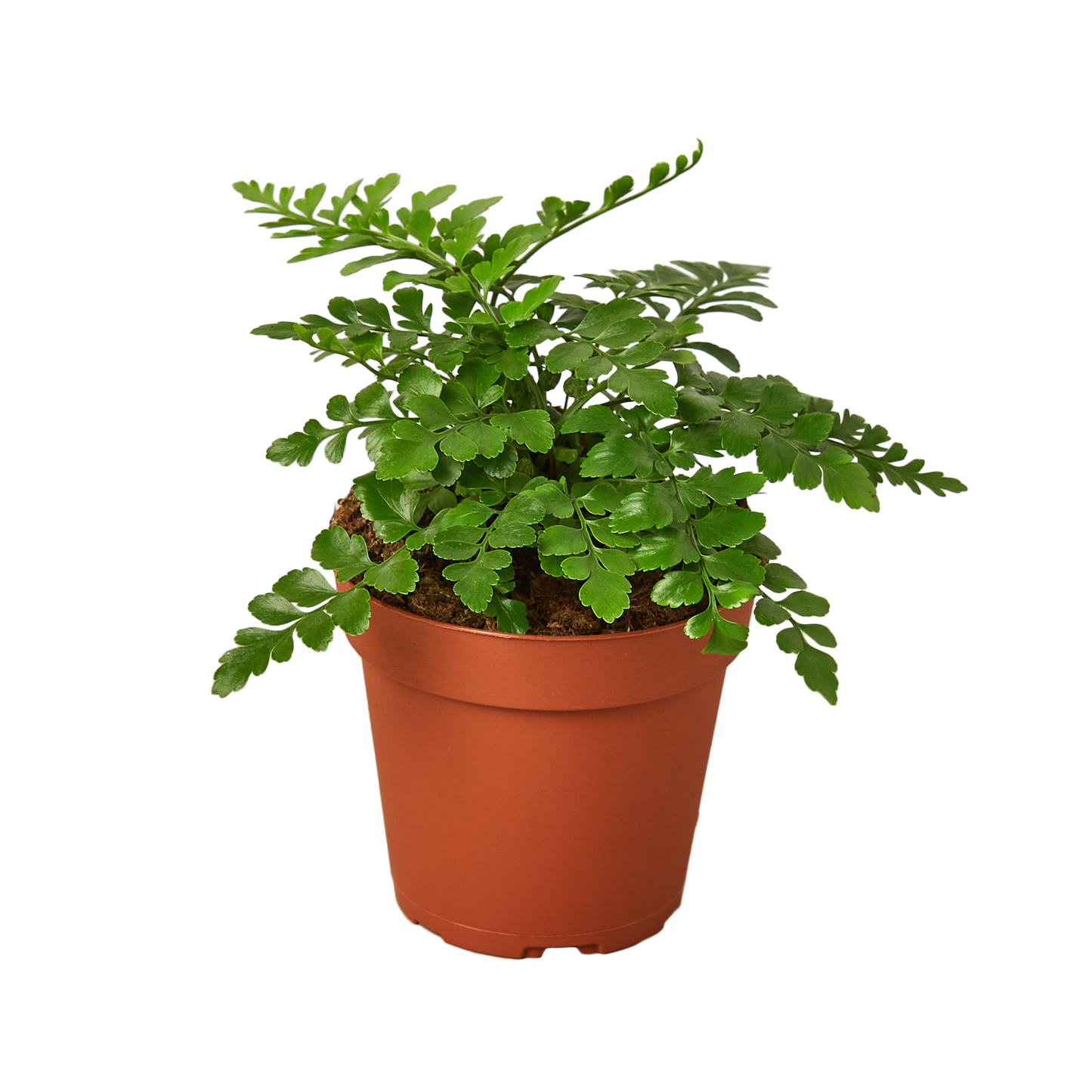 FERN AUSTRAL GEM 4-inch