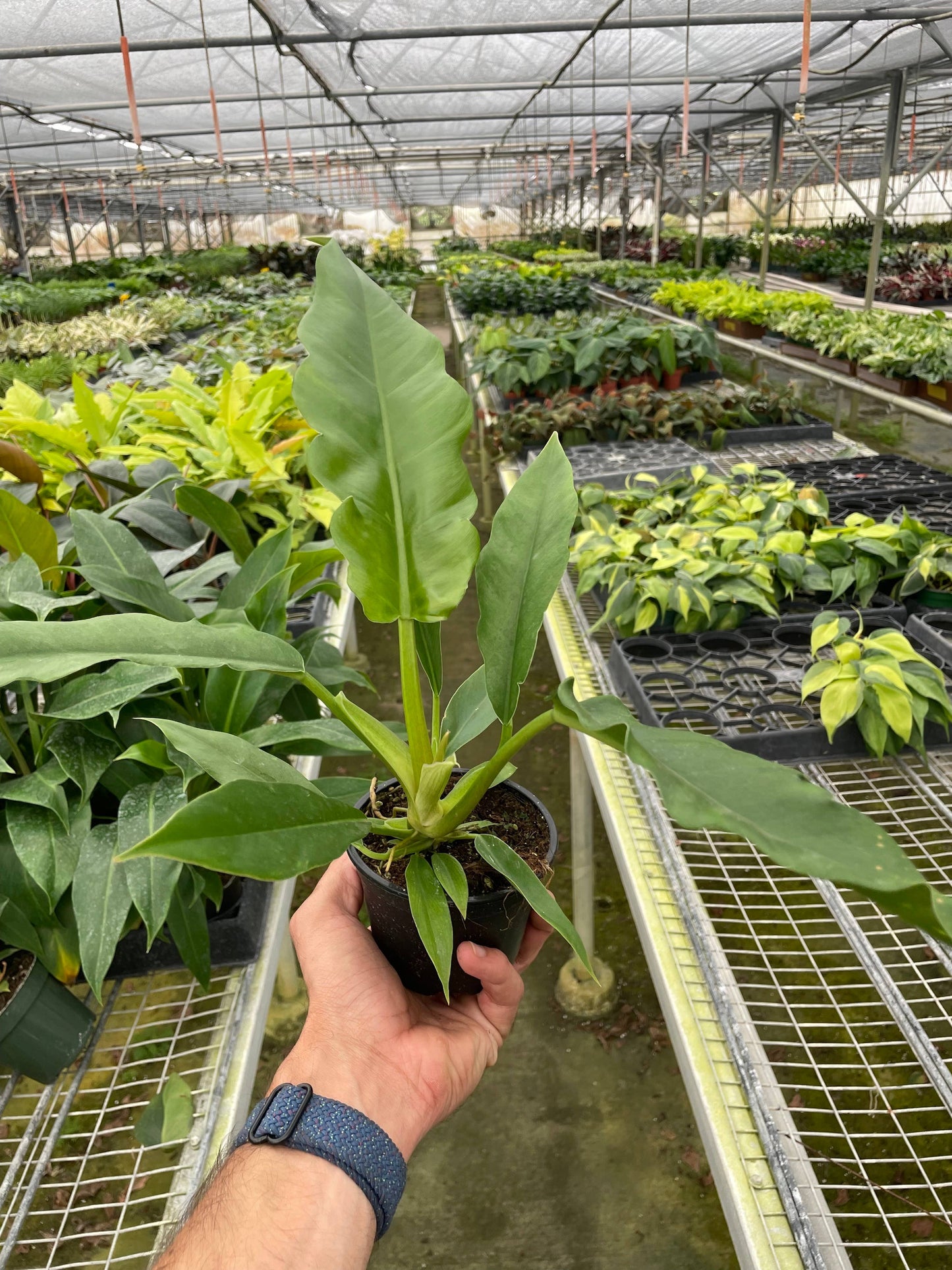 Philodendron Jungle Boogie - 4”