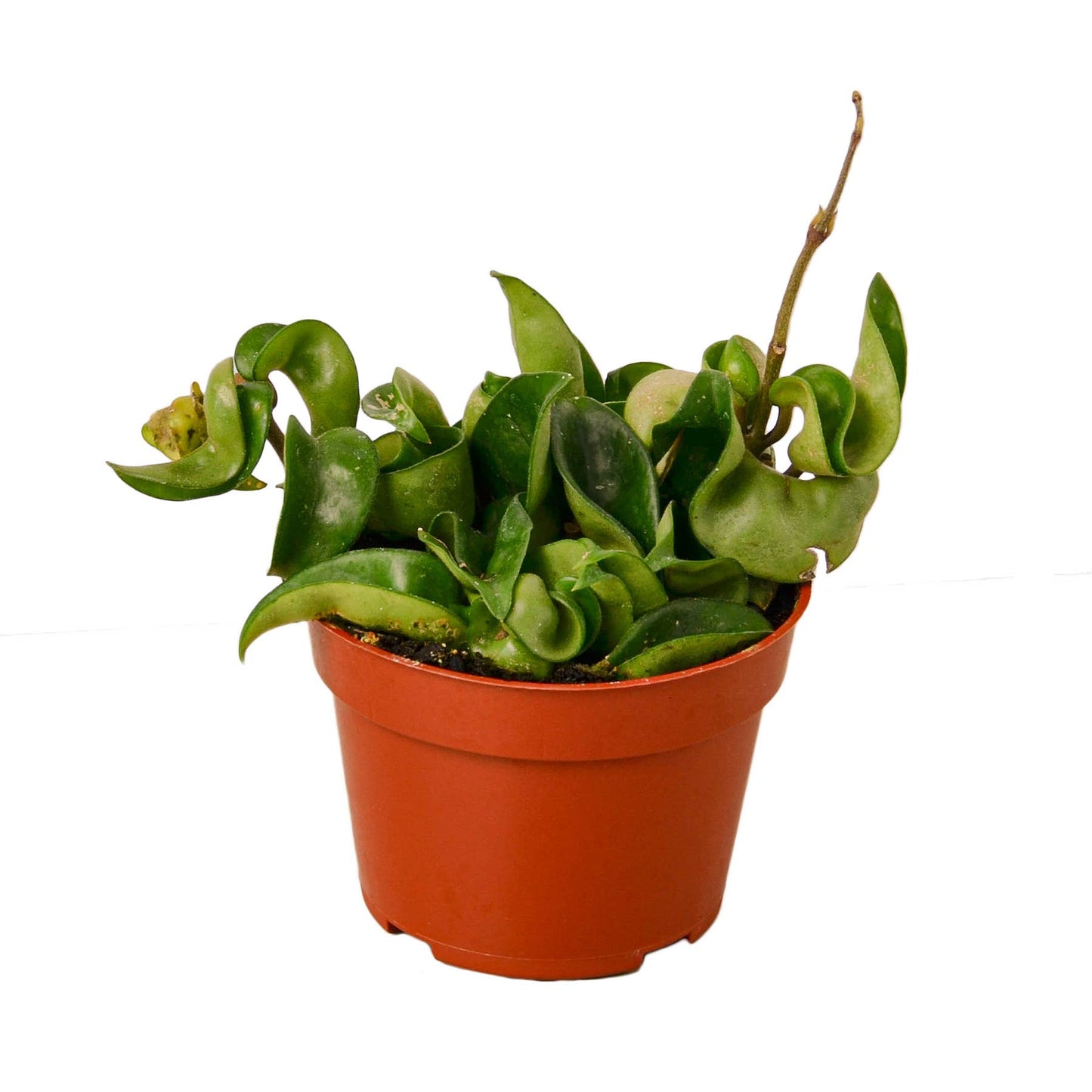 HOYA ROPE 4-inch