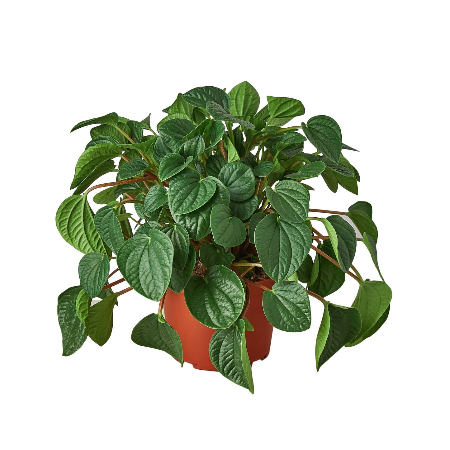 PEPEROMIA RANA VERDE 6-inch