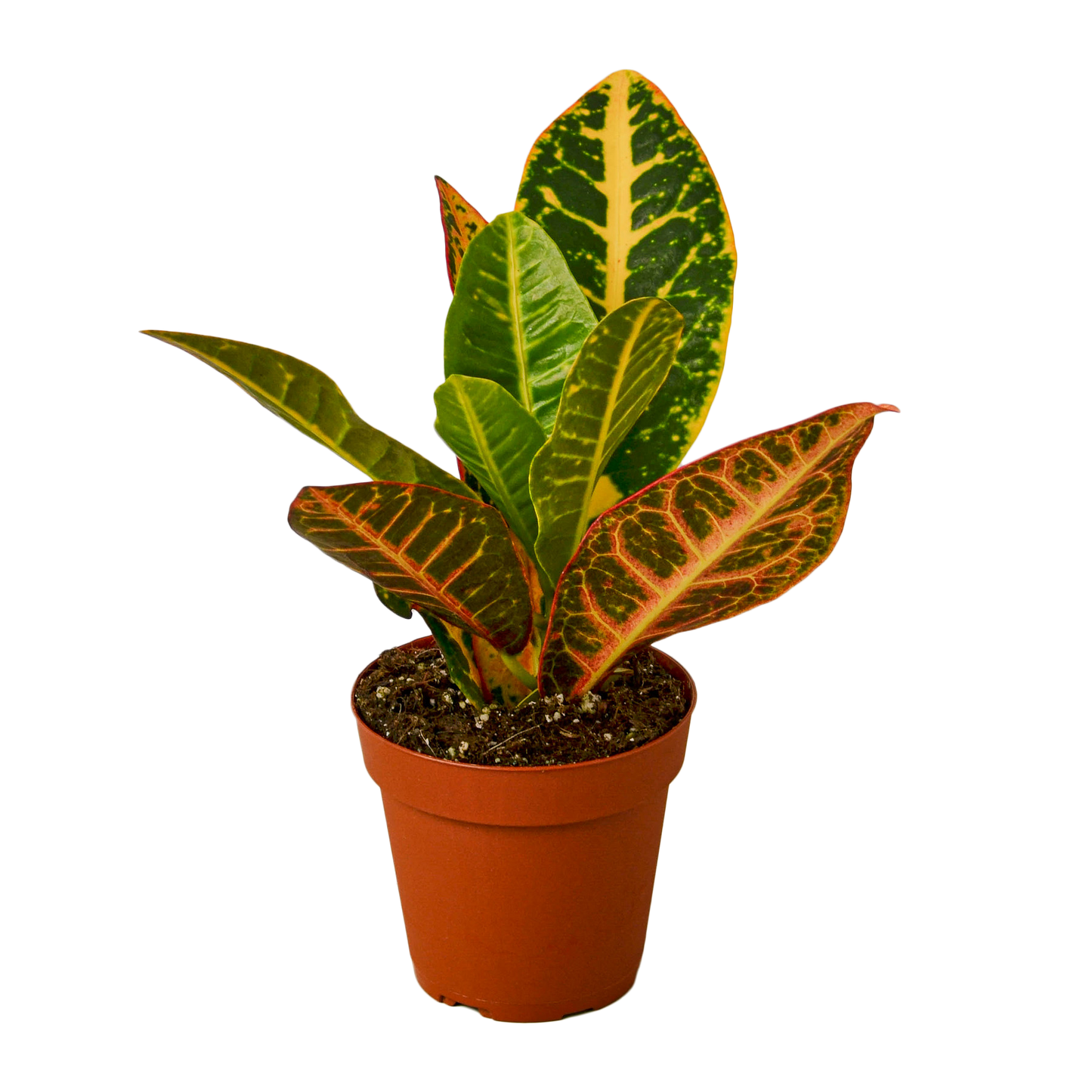 CROTON PETRA 4-inch