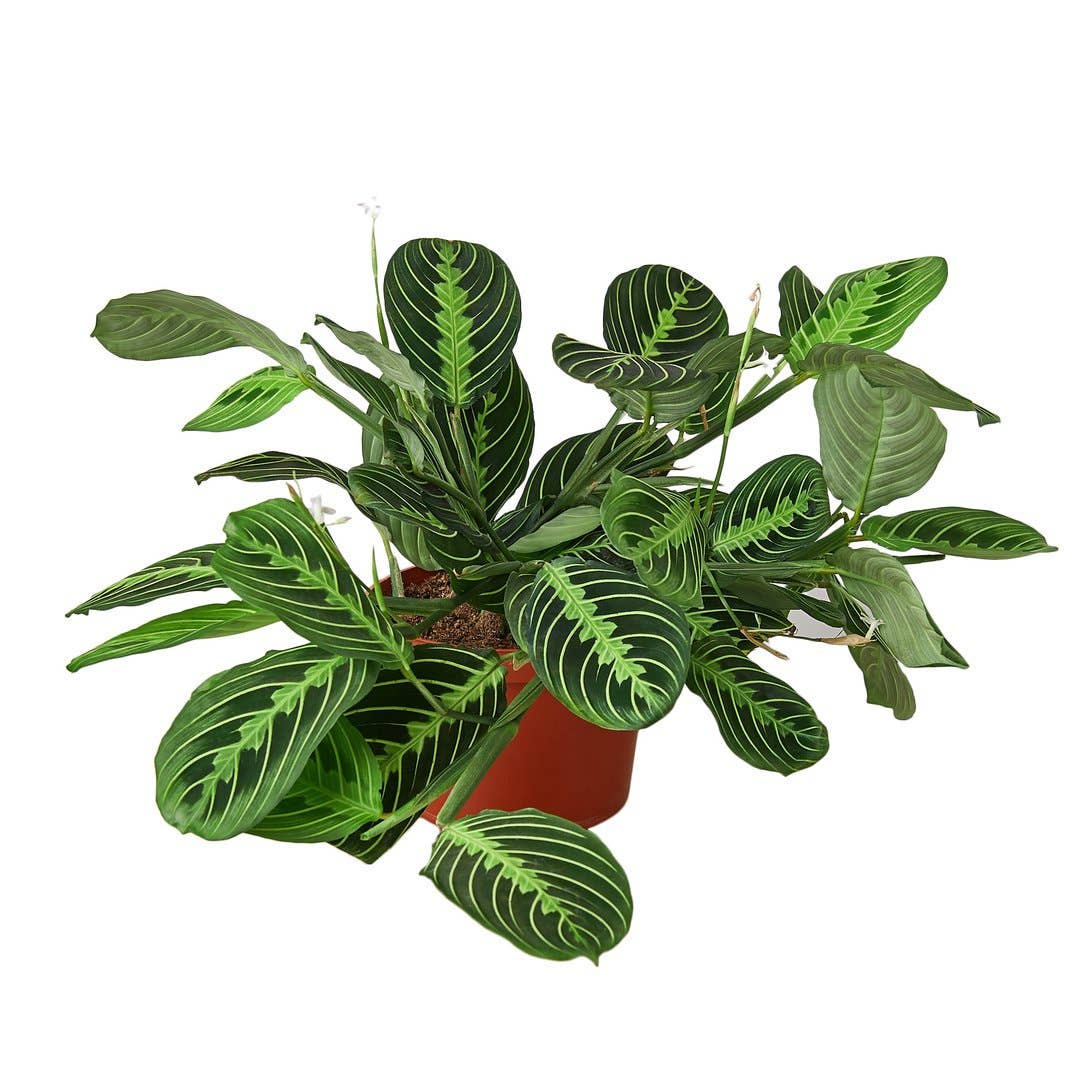 MARANTA LEMON LIME 4-inch