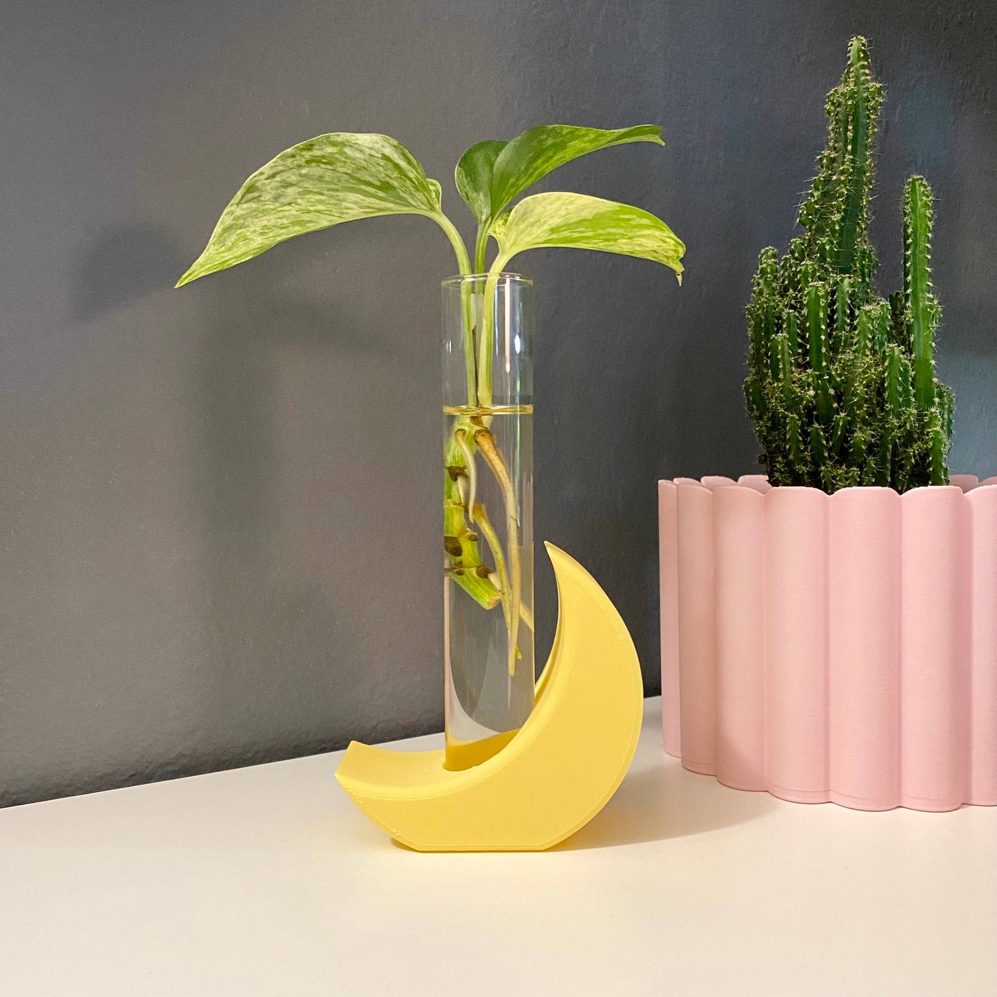 Yellow Moon Propagation Stand