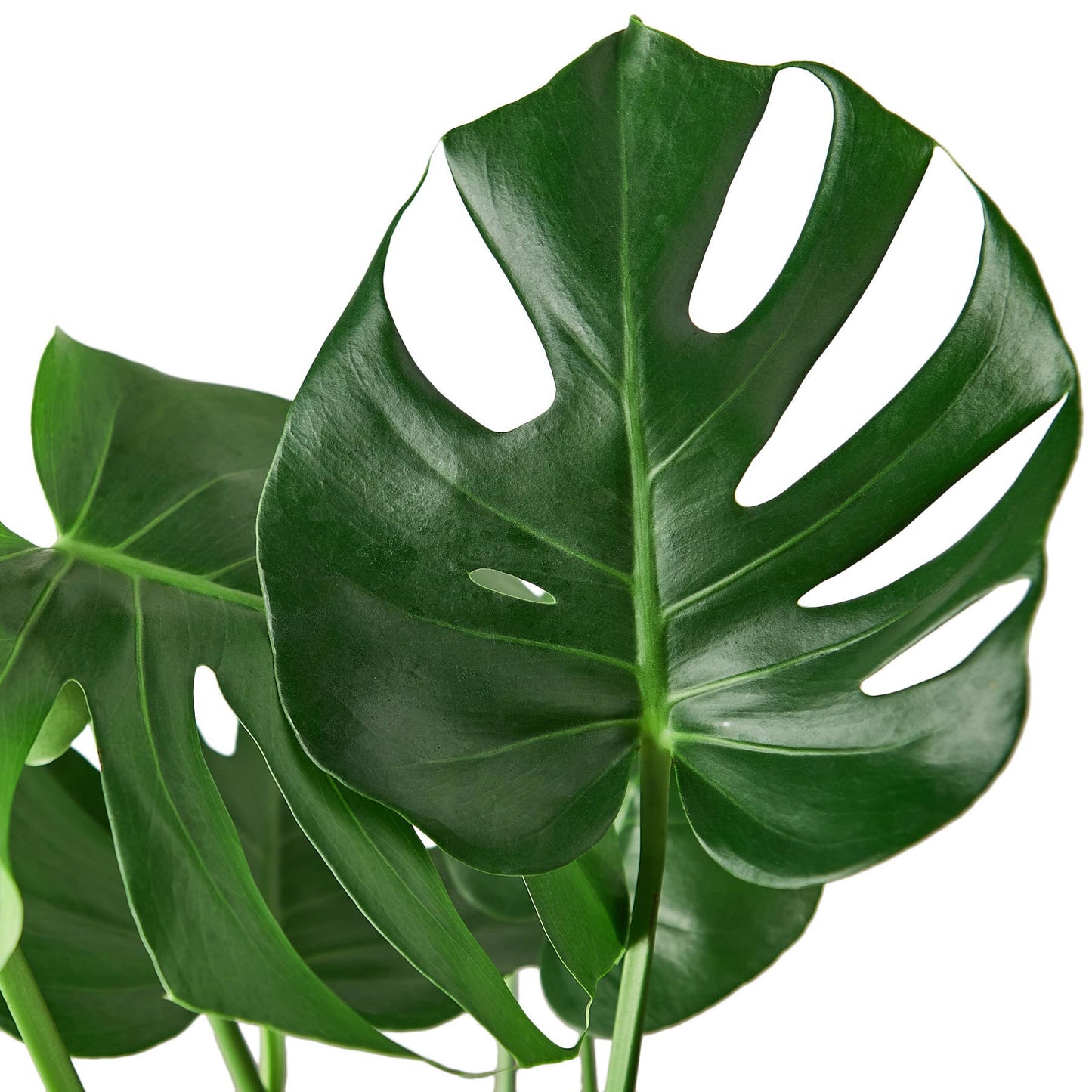 Monstera 6” Plant