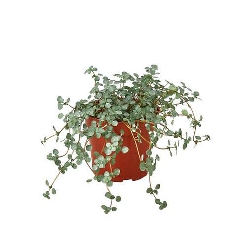NETTLE SILVER SPARKLE 4-inch