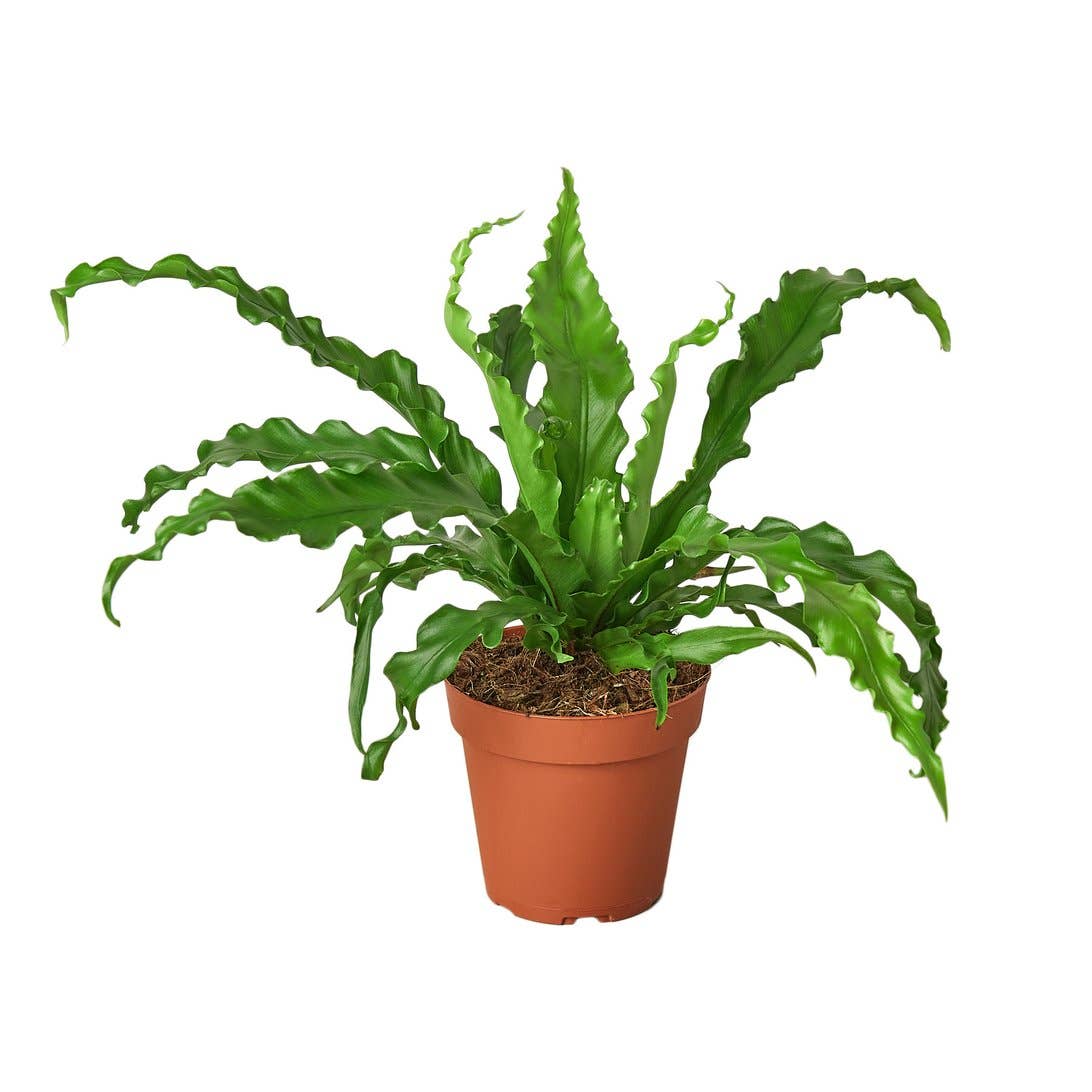 FERN VICTORIA 4-inch