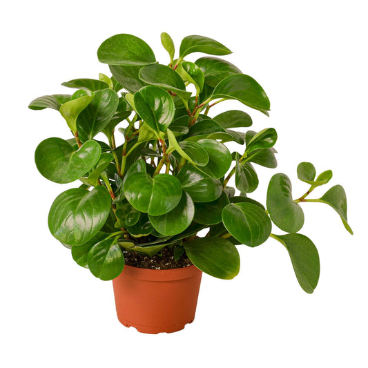 PEPEROMIA THAILAND 6-inch