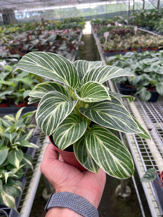 Philodendron White Measure - 4" Pot
