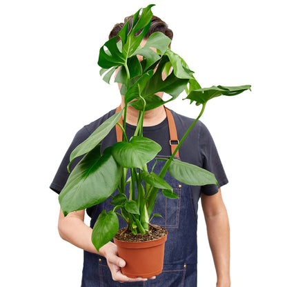 Monstera 6” Plant