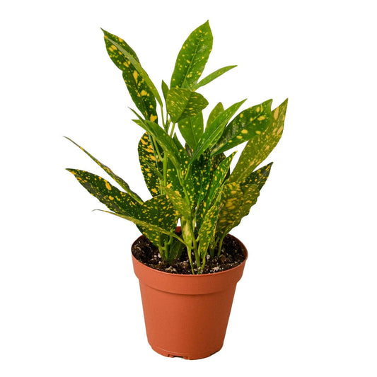 CROTON GOLD DUST 3-inch