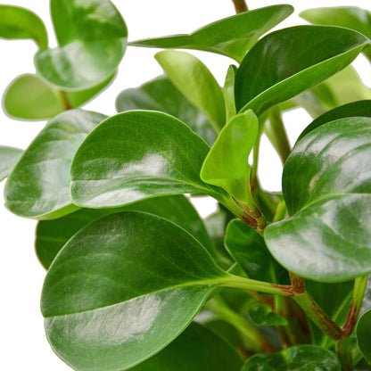 PEPEROMIA THAILAND 6-inch