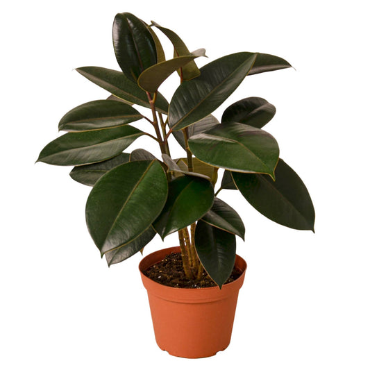 Burgundy Ficus 6”