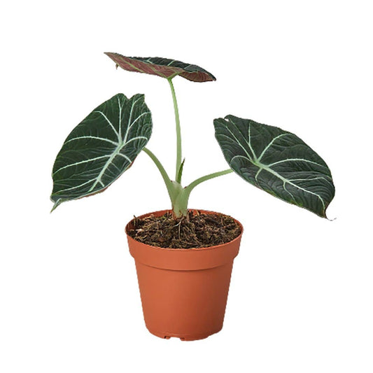 Black Velvet Alocasia 4”