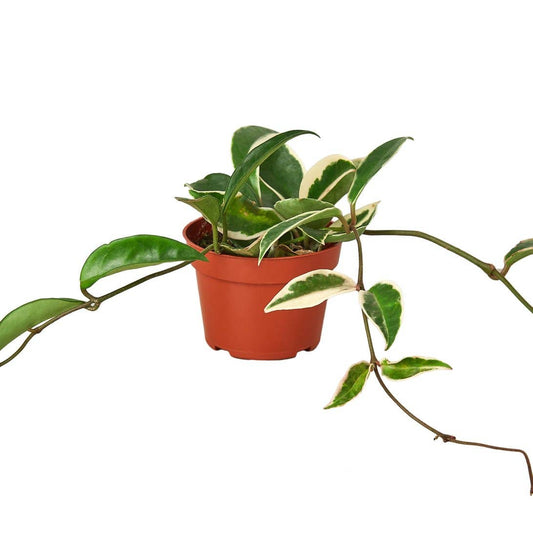 HOYA TRICOLOR 4-inch
